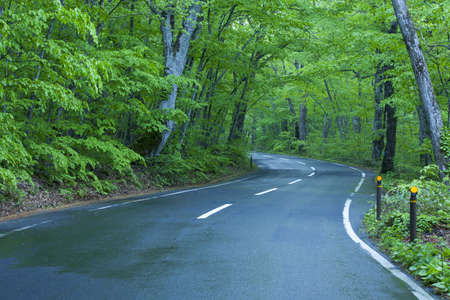 Road in a green forestの写真素材