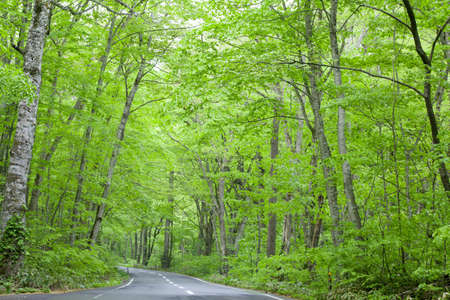 Road in a green forestの写真素材