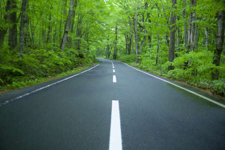 Road in a green forestの写真素材