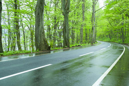 Road in a green forestの写真素材