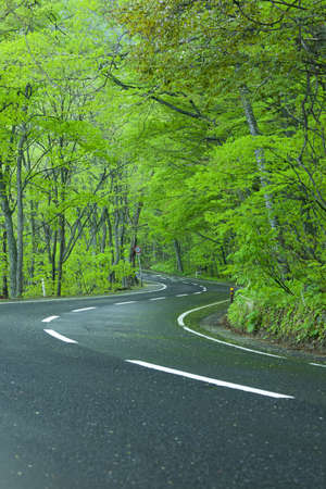 Road in a green forestの写真素材