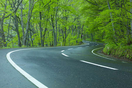 Road in a green forestの写真素材