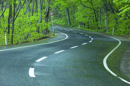 Road in a green forestの写真素材