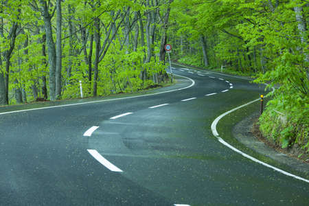 Road in a green forestの写真素材