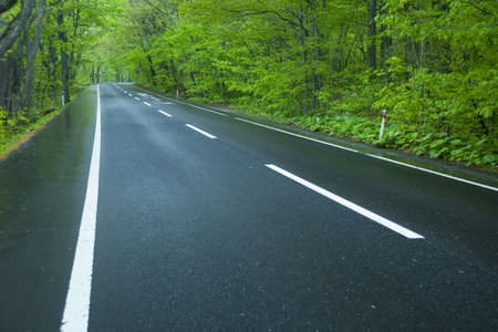 Road in a green forestの写真素材