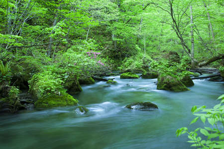 Stream in green forestの写真素材