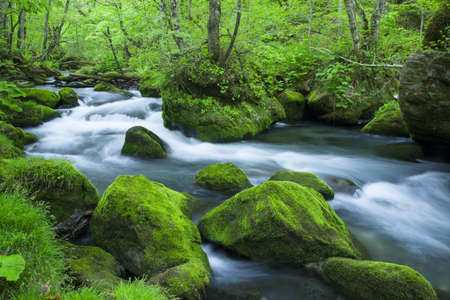 Stream in green forestの写真素材
