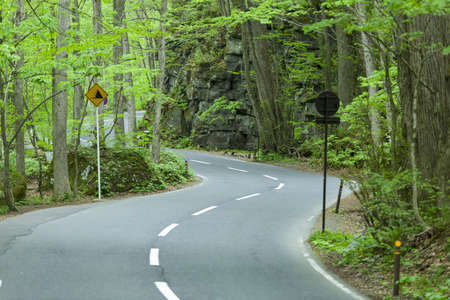 Road in a green forestの写真素材