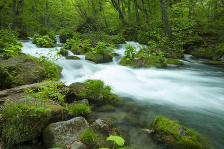 Stream in green forestの写真素材