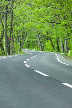 Road in a green forestの写真素材