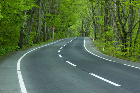 Road in a green forestの写真素材
