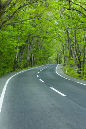 Road in a green forestの写真素材