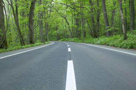 Road in a green forestの写真素材
