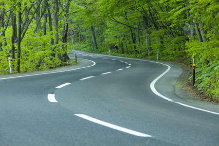 Road in a green forestの写真素材