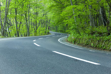 Road in a green forestの写真素材