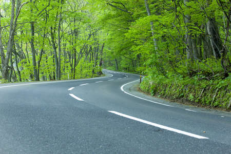 Road in a green forestの写真素材