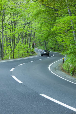 Road in a green forestの写真素材