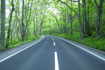 Road in a green forestの写真素材