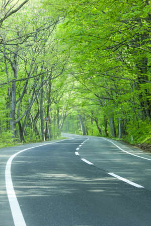 Road in a green forestの写真素材