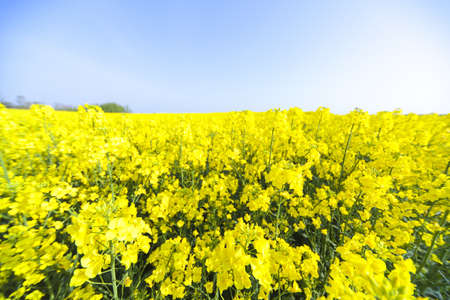 field of rapeseedの写真素材