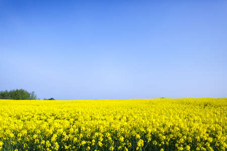 field of rapeseedの写真素材
