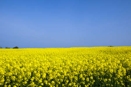 field of rapeseedの写真素材
