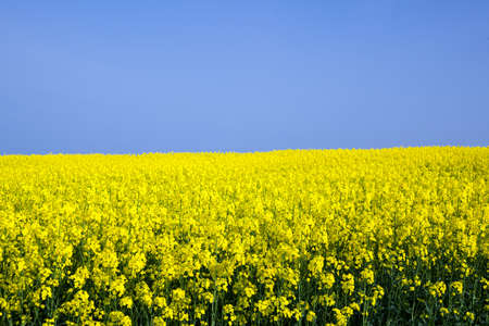 field of rapeseedの写真素材