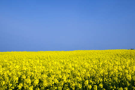 field of rapeseedの写真素材