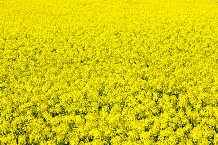 field of rapeseedの写真素材