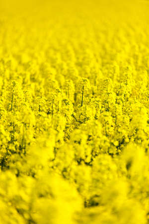 field of rapeseedの写真素材