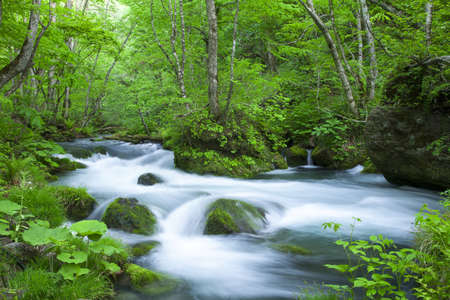 Stream in green forestの写真素材