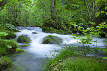 Stream in green forestの写真素材