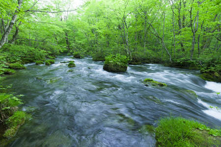 Stream in green forestの写真素材