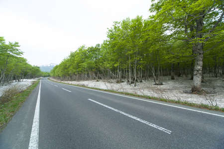 Road in a green forestの写真素材