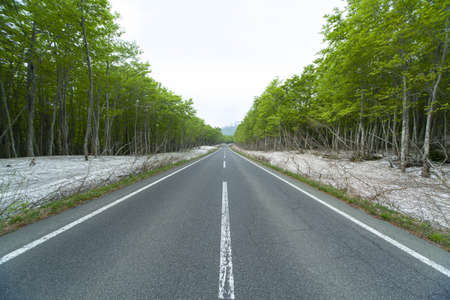 Road in a green forestの写真素材
