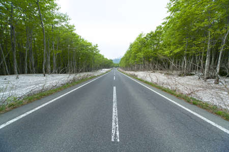 Road in a green forestの写真素材