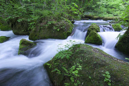 Stream in green forestの写真素材