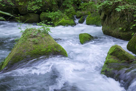 Stream in green forestの写真素材