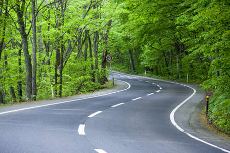 Road in a green forestの写真素材