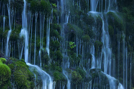Stream in green forestの写真素材