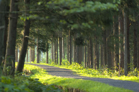 Green forest pathの写真素材