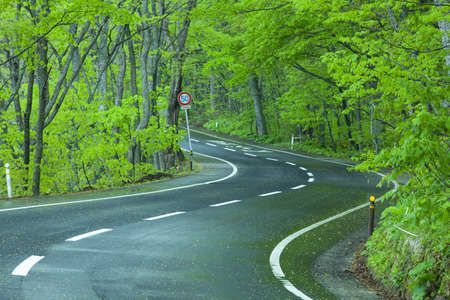 Road in a green forestの写真素材