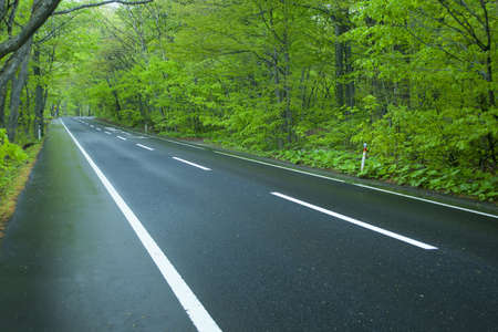 Road in a green forestの写真素材