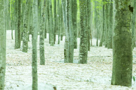 Green forest with snowpackの写真素材