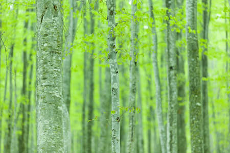 Green forest with snowpackの写真素材