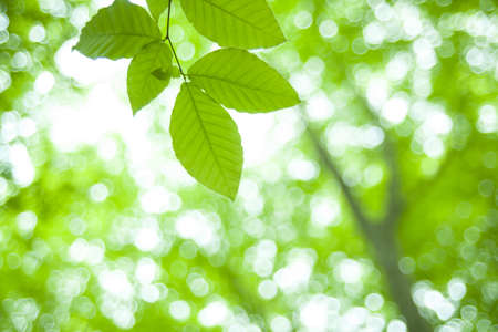 fresh new green leaves glowing in green forestの写真素材
