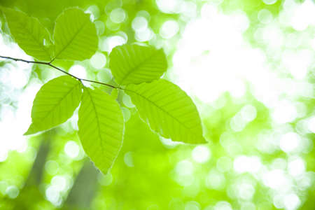 fresh new green leaves glowing in green forestの写真素材