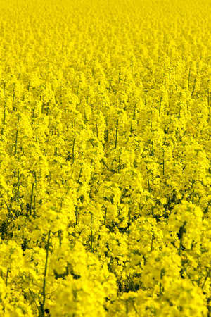 field of rapeseedの写真素材