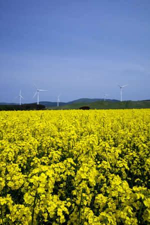 Yellow landscape with turbines の写真素材