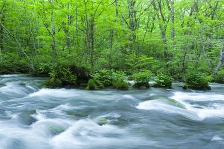 Stream in green forestの写真素材